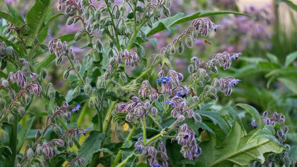Ebegümeci: Anadolu’nun Doğal Şifa Kaynağı!