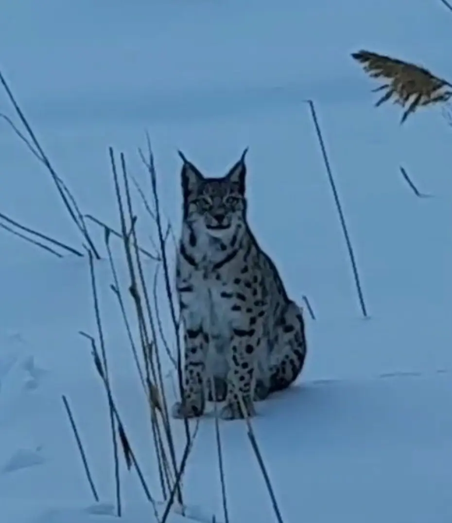 Sarıkayalar'da Vaşak
